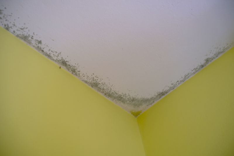 Ceiling Mold Removal in West Palm Beach, FL