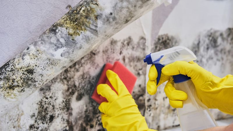 Garage Mold Remediation in Broward County, FL