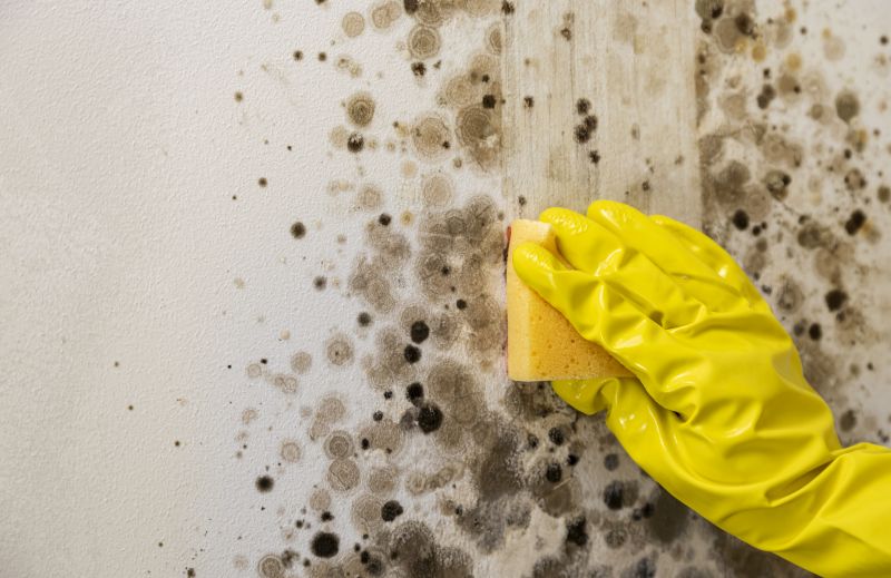 Mold Restoration in Broward County, FL