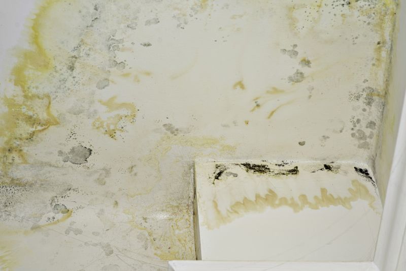 Mold Restoration in Fort Worth, TX