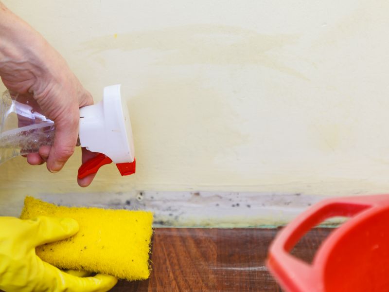 Mold Restoration in Essex County, NJ