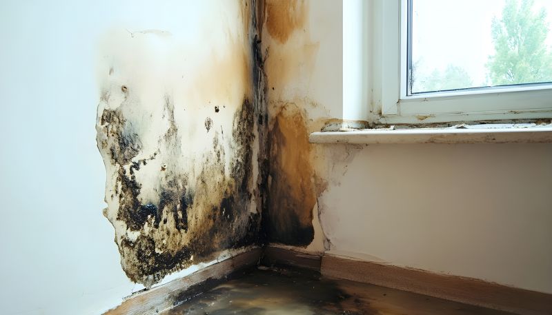 Mold Treatment Service in Fort Worth, TX
