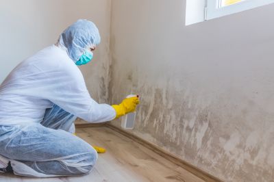 White Mold Mitigation in West Palm Beach, FL